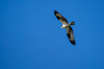 Ospray (Pandion haliaetus) flying in a blue sky