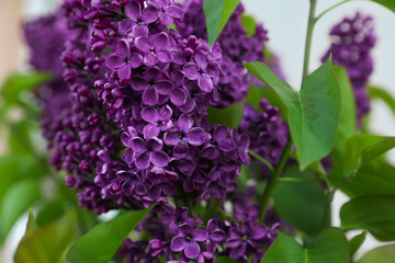 Fototapeta na wymiar Beautiful lilac plant with fragrant purple flowers outdoors, closeup