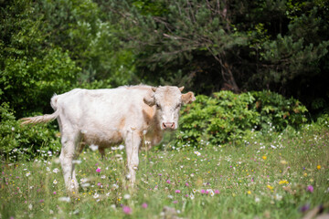 cow in the meadow