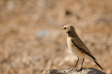 Desert wheatear Oenanthe deserti. Las Palmas de Gran Canaria. Gran Canaria. Canary Islands. Spain.