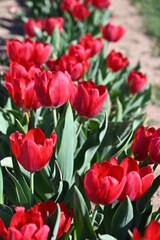 Tulip fields of gardening dreams!