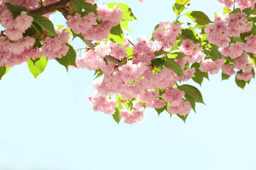Beautiful sakura tree with pink flowers near building outdoors, closeup