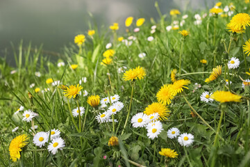 Beautiful bright yellow dandelions and chamomile flowers in green grass, closeup