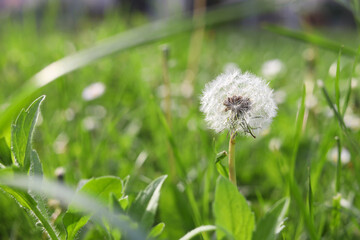 Beautiful fluffy dandelion in green grass, closeup. Space for text