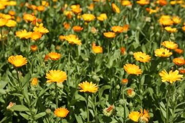 Obraz premium Beautiful blooming calendula flowers outdoors on sunny day