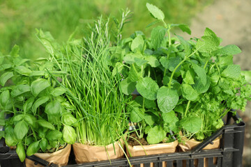 Different aromatic potted herbs in crate outdoors, closeup