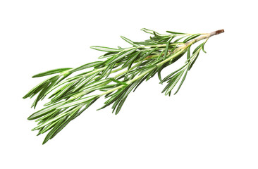Fototapeta premium Aromatic fresh green rosemary isolated on white