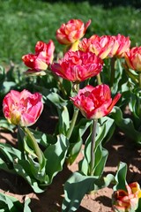 Tulip fields of gardening dreams!