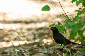a bird that is standing in the grass holding a fly
