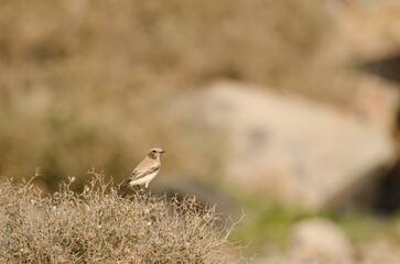 Desert wheatear Oenanthe deserti on a Launaea arborescens. Las Palmas de Gran Canaria. Gran Canaria. Canary Islands. Spain.