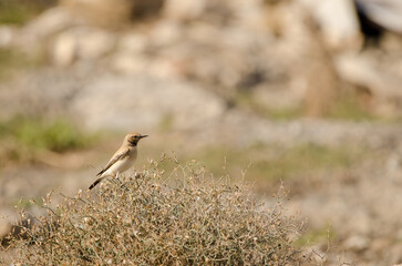 Desert wheatear Oenanthe deserti on a Launaea arborescens. Las Palmas de Gran Canaria. Gran Canaria. Canary Islands. Spain.