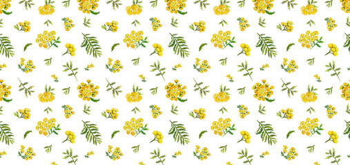 Digital horizontal seamless pattern with colorful  wild tansy flower and leaves. White background.