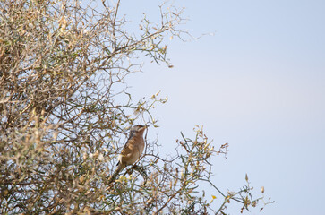 Male subalpine warbler Sylvia cantillans on a Launaea arborescens. Las Palmas de Gran Canaria. Gran Canaria. Canary Islands. Spain.