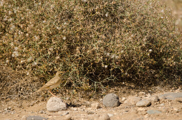 Tawny pipit Anthus campestris. Las Palmas de Gran Canaria. Gran Canaria. Canary Islands. Spain.