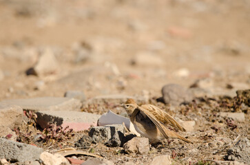 Greater short-toed lark Calandrella brachydactyla stretching in a rubbish dump. Las Palmas de Gran Canaria. Gran Canaria. Canary Islands. Spain.