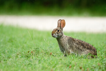Wild rabbit