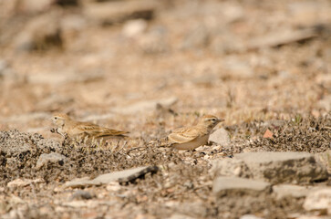 Greater short-toed larks Calandrella brachydactyla. Las Palmas de Gran Canaria. Gran Canaria. Canary Islands. Spain.