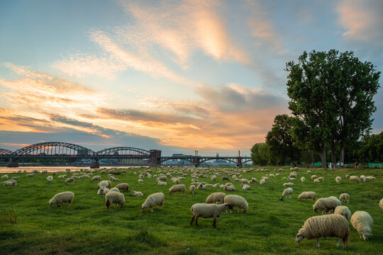 Schaf Herde auf einer Wiese in der Stadt