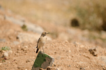 Desert wheatear Oenanthe deserti on a concrete block. Las Palmas de Gran Canaria. Gran Canaria. Canary Islands. Spain.