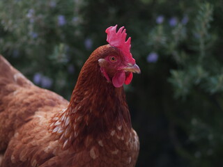 chicken portrait iii