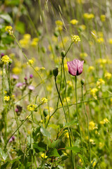 Obraz premium Flower of opium poppy Papaver somniferum setigerum and inflorescences of Hirschfeldia incana. San Mateo. Gran Canaria. Canary Islands. Spain.