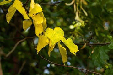 yellow birch leaves on branch