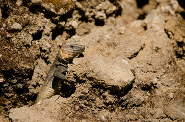 Male Gran Canaria giant lizard Gallotia stehlini. Gran Canaria. Canary Islands. Spain.