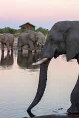 Elephant drinking water at Elephant Sands, Botswana