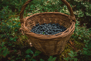 Fototapeta na wymiar basket with blueberries