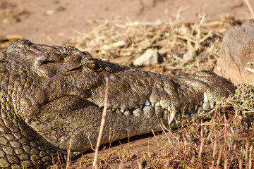 Close-up of a crocodile on the banks of the Chobe river in the Chobe National Park, Botswana