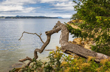 Landscape of seashore in the Pacific rim National Park in Vancouver Island BC, Canada. Beautiful seaside landscape.