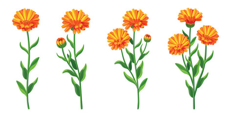 Set of beautiful yellow calendula in cartoon style. Vector illustration of spring and summer flowers large and small sizes with closed and open buds on white background. - obrazy, fototapety, plakaty