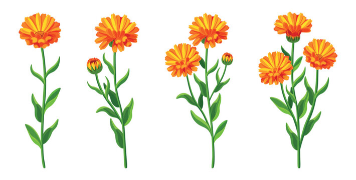 Set of beautiful yellow calendula in cartoon style. Vector illustration of spring and summer flowers large and small sizes with closed and open buds on white background.