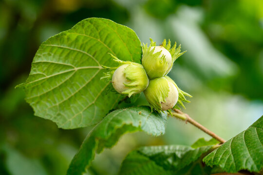 Three young hazelnuts with leaves on a tree in a summer garden