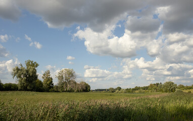 A field of sedge and mighty sky