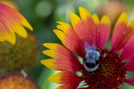 Bumblebee on red and yellow cone flower