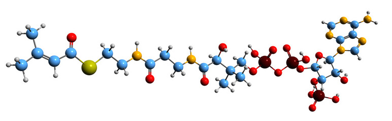Obraz premium 3D image of Methylcrotonyl-CoA skeletal formula - molecular chemical structure of leucine intermediate isolated on white background 