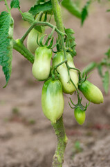 Young green tomatoes growing in the ground on a branch in a field