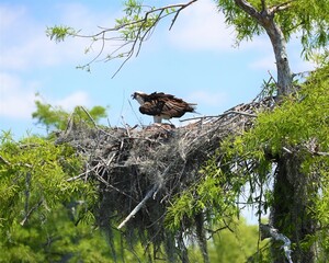 Osprey of the Louisiana everglade swamp