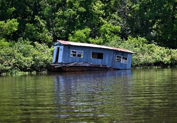 Obraz premium Louisiana swamp life