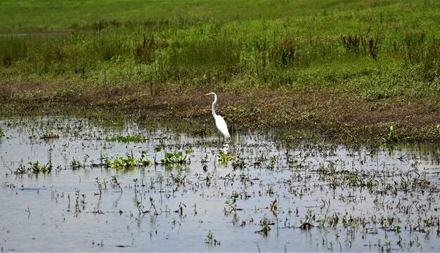 Elegant egret of the Louisiana everglade swamps