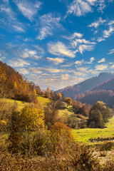 hills with trees covered with yellow leaves in autumn weather at sunrise. vertical photo.