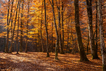 autumn forest at sunrise. with the sun casting beautiful rays of light through the trees.