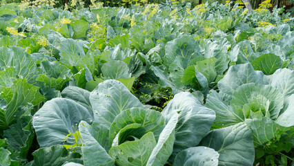 Head of cabbage in the garden covered with water drops. Cabbage after the rain.