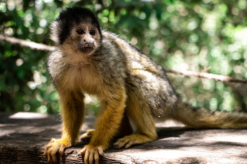a monkey sitting on wood table in zoo looking right way