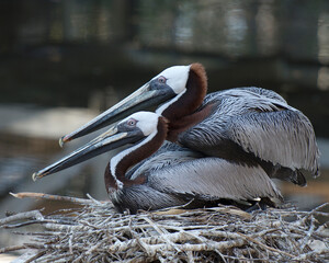 Pelican Photo and Image. Brown pelican couple close-up profile view in courtship sitting on their bird nest and habitat and environment displaying brown feather plumage, body, wings, eyes, head, beak