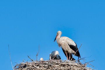 White stork (Ciconia ciconia) family in the nest - Werzchucino, Pomerania, Poland