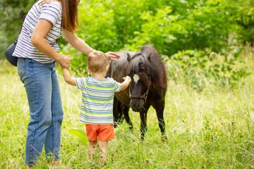 Mother and her son are petting a little pony in the park on a sunny summer day