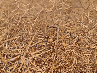 Reifer Raps in einer Nahaufnahme