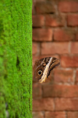 Butterfly resting on a mossy rock at the Costa Rica National museum, at the butterfly garden